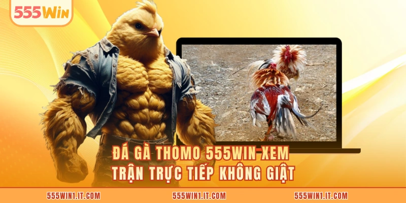 Đá Gà Thomo 555WIN - Thắng Khủng Từ Những Cú Ra Đòn Đá gà Thomo 555WIN xem trận trực tiếp không giật